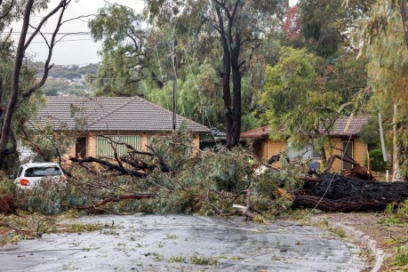‘Mini tornado’ hits Adelaide homes during overnight deluge