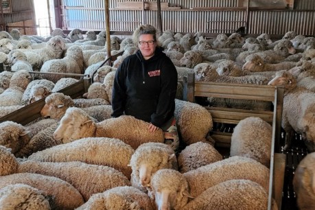 Rethinking the shearing shed hierarchy