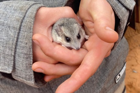 Surprise finding of rare marsupial renews protection efforts