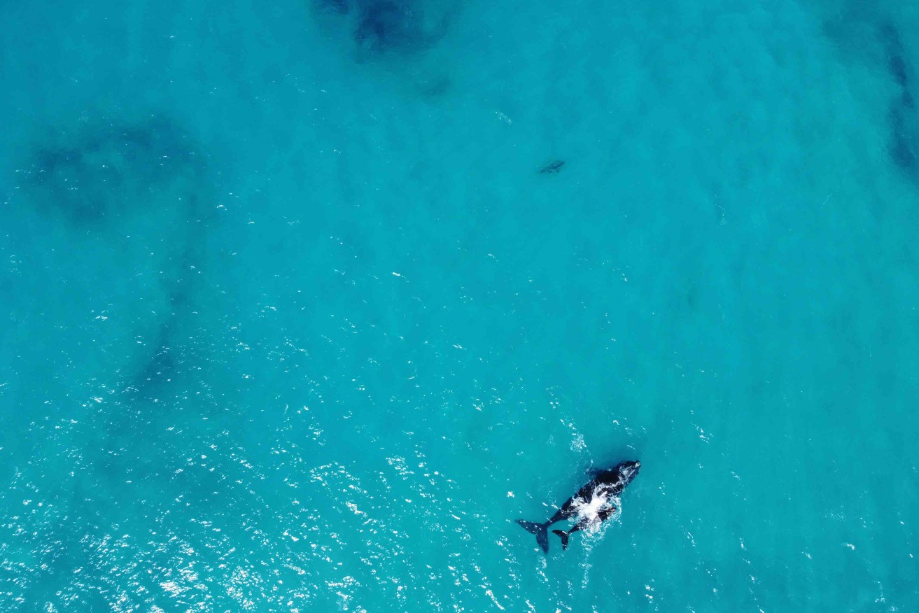 Southern Right Whale mother and calf sighted in September 2021 and recorded on the Whale Centre sighting log.