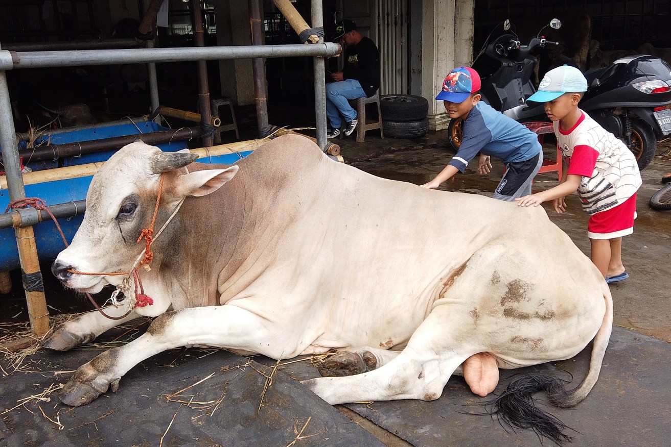 Children hold a cow on display for sale for the upcoming Eid al-Adha holiday in Jakarta, Indonesia, 06 July 2022. The level of cattle sales in Indonesia is still relatively normal in the midst of an outbreak of mouth and nail disease. Photo: Adi Weda/EPA