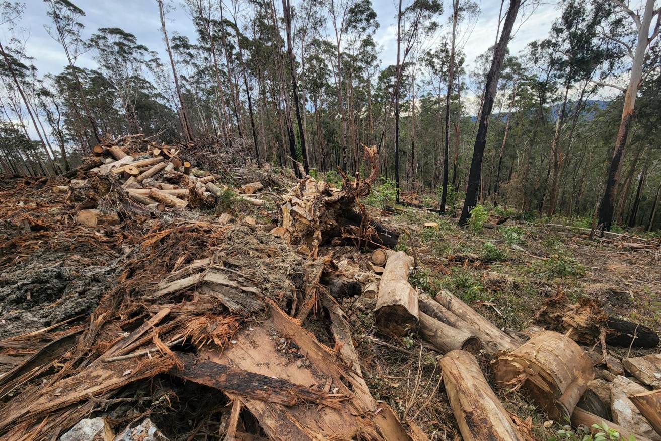 Destroyed habitat for koalas and gliders. Photo: AAP