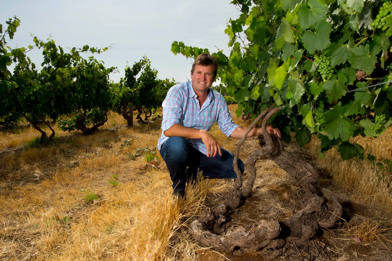 Dean Hewitson at his Old Garden vineyard in Rowland Flat - considered the oldest working Mourverdre/Mataro vineyard in the world. Supplied image