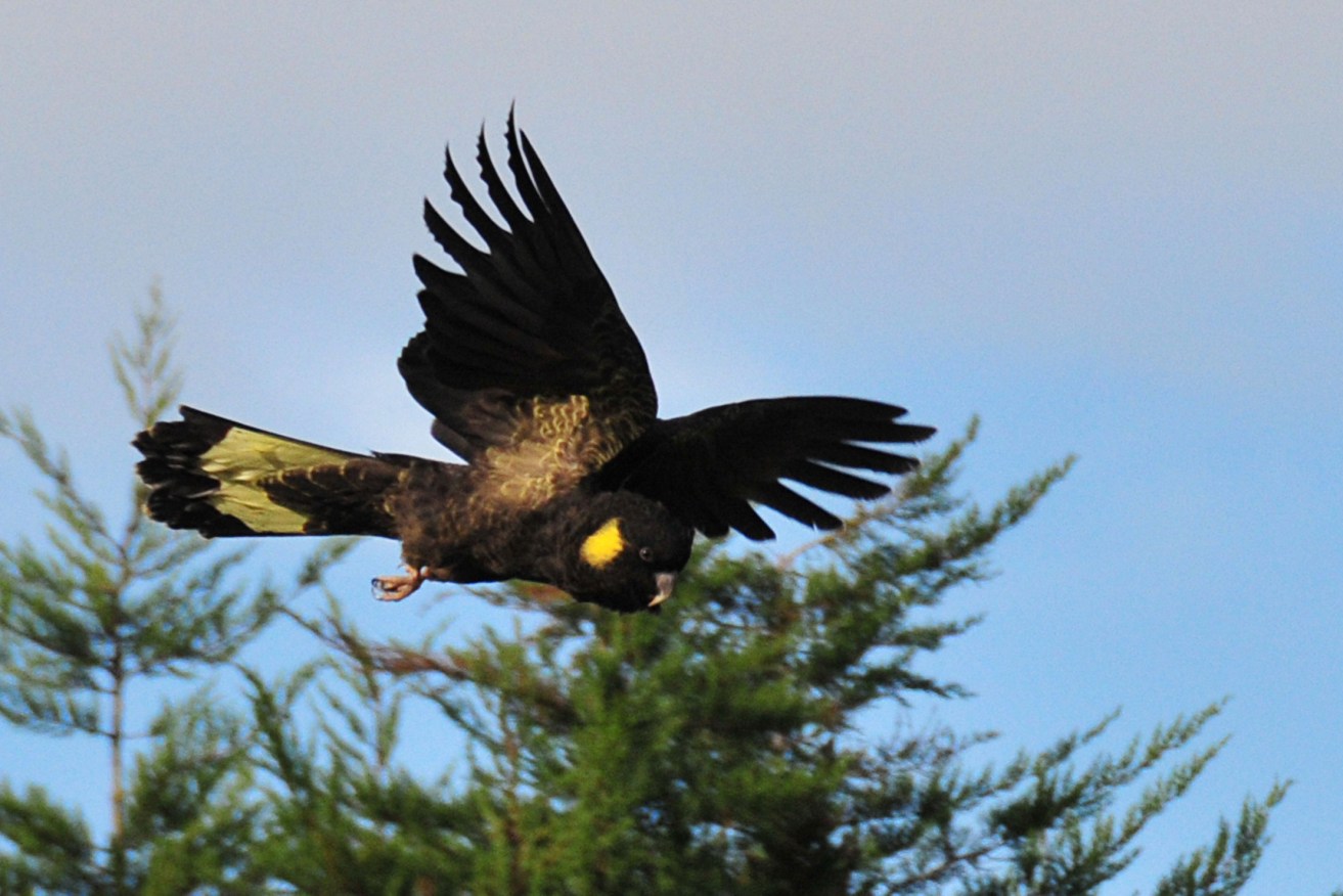 A flying yellow-tailed black cockatoo. Photo: Peripitus / Wikimedia Commons