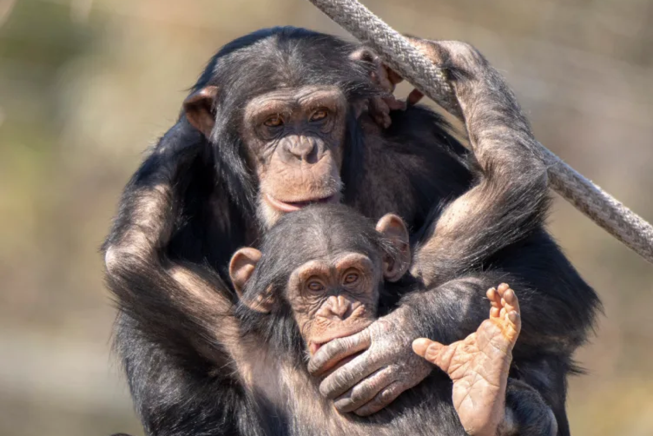 Chimpanzees at Monarto Safari Park. Photo: Adrian Mann, Zoos SA 