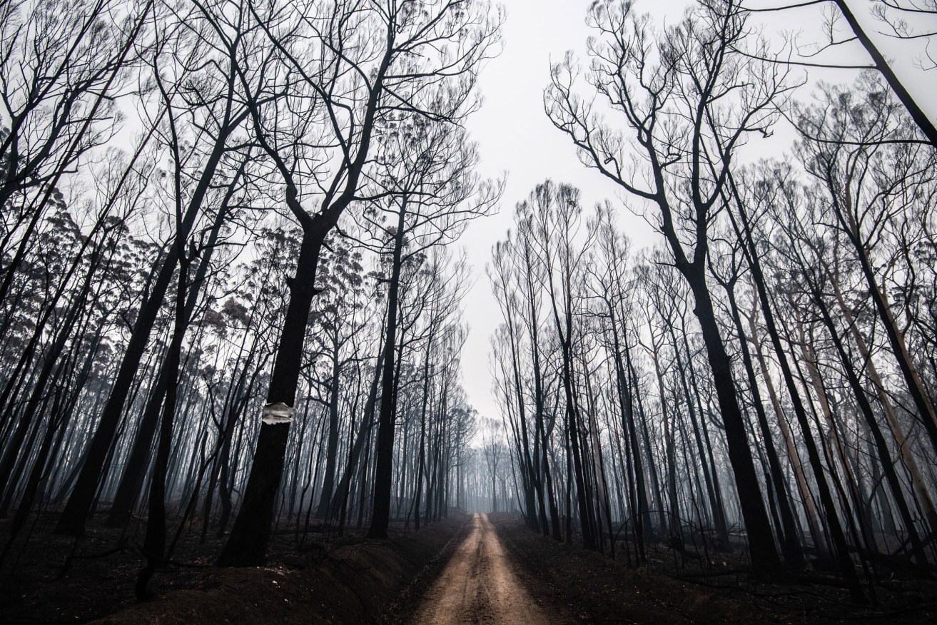 Path of destruction: Burnt-out bushland on the outskirts of Cobargo in New South Wales during the Black Summer bushfires. Photo: James Gourley / AAP
