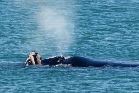 Buttons’ whale of a time in Encounter Bay