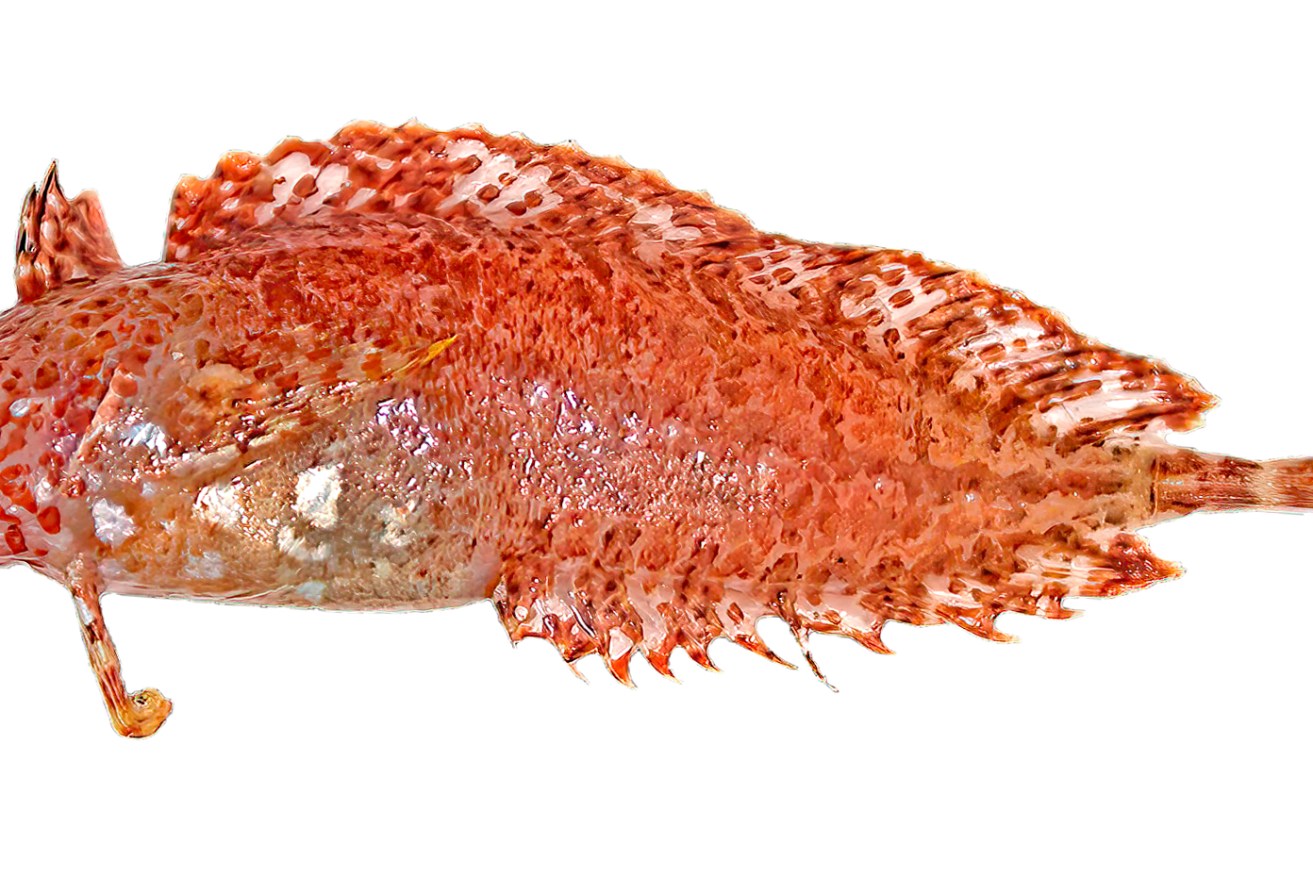 Only two specimens of the Heteroclinus argyrospilos (Silverspot Weedfish) are currently known. The colour of weedfish species often matches the colour of the marine vegetation they inhabit. Photo: CSIRO