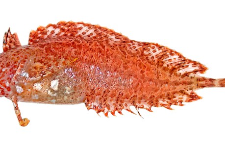 Newly named Weedfish lured from depths of SA waters