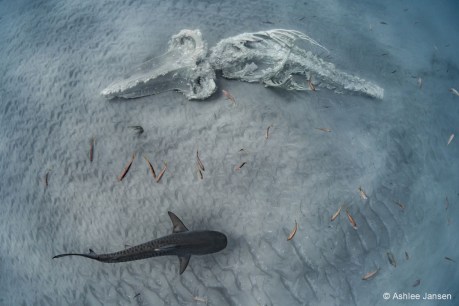 Winning nature photograph captures life and death