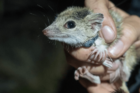 Threatened marsupial given outback safe haven