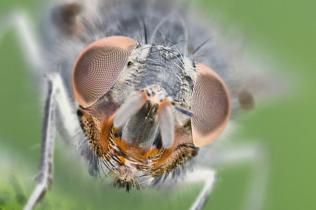 ‘Superfly’ buzz for Australian scientists