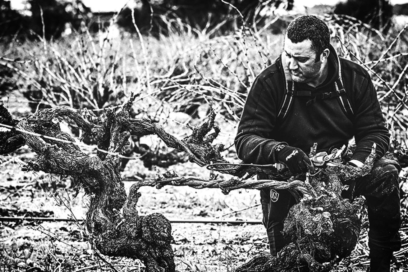 Marco Cirillo's Grenache vines are thought to be the oldest in the world. Supplied image: Michael Errey