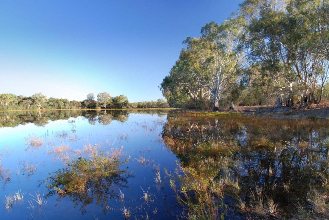 Flood plains filled with water in the Riverland. Photo: Department Environment and Water.