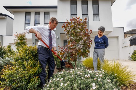 ‘Environmental challenge’: Govt concern over trees axed for housing