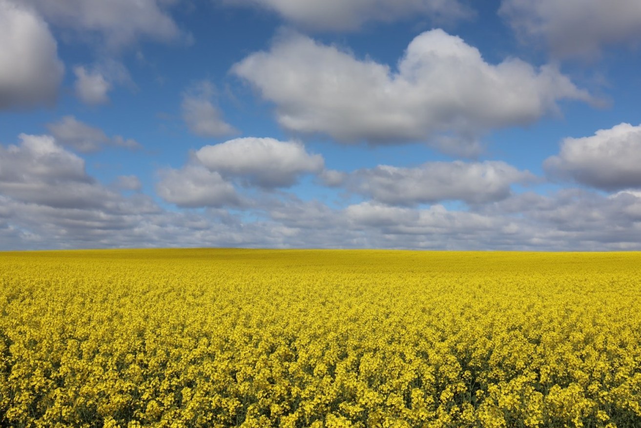 South Australia’s crop production reached a record at 12.8 million tonnes in 2022. Photo: Michael Skopal