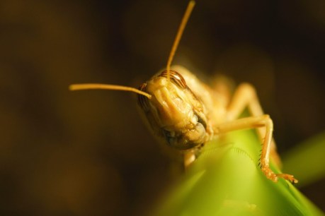 Locust plague threat for record SA grain crop