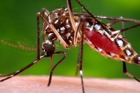 Expanded vaccine rollout for deadly mosquito virus