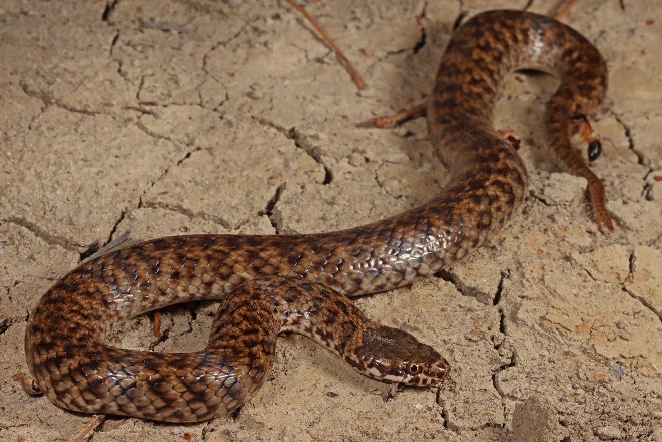 First mud adders spotted in SA. Pic: Connor Margetts