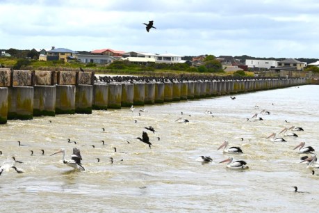 Murray Mouth barrages open to sea for first time in decades