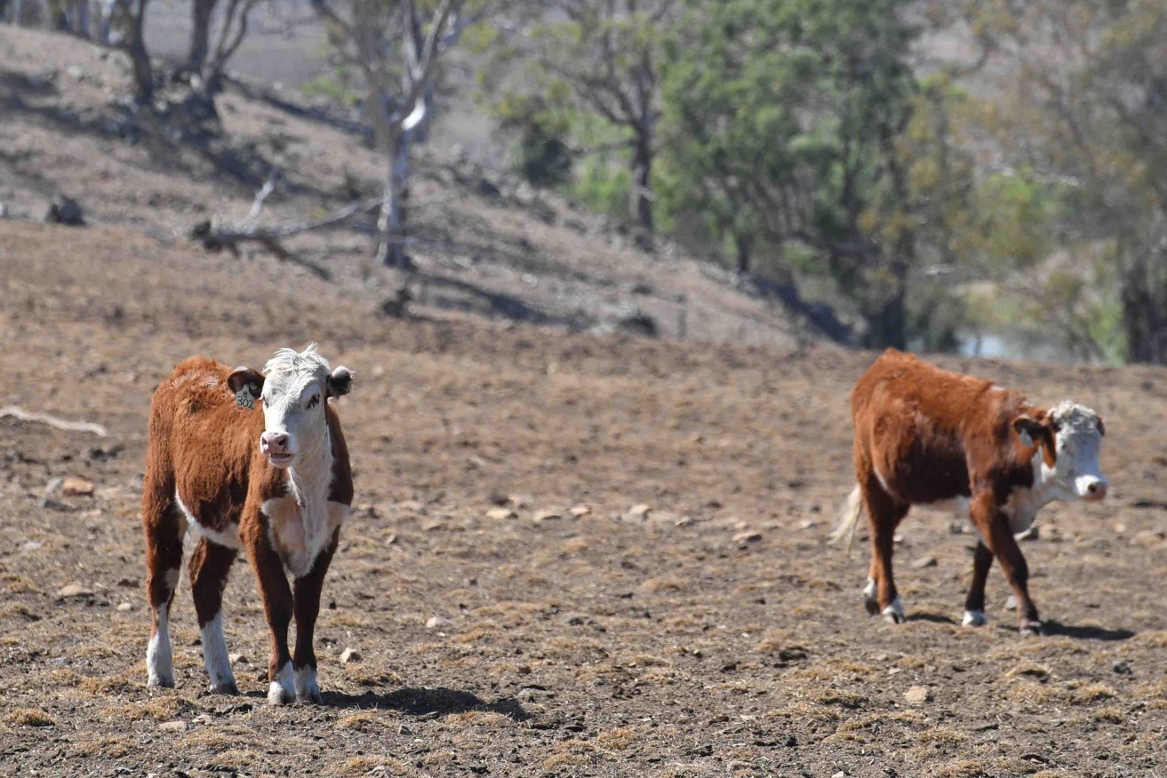 Cattle in drought. Picture: AAP Image/Mick Tsikas 