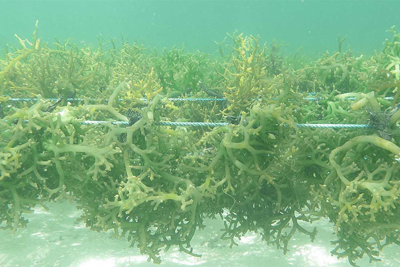 Seaweed being farmed. Photo: AAP/University of the Sunshine Coast