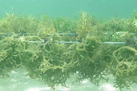 Seaweed forests offer ‘moonshot’ solution for climate change