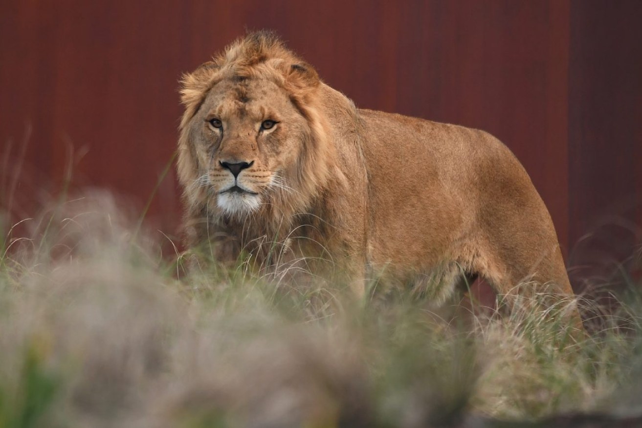 A lion at Taronga Zoo. Photo: AAP/Joel Carrett