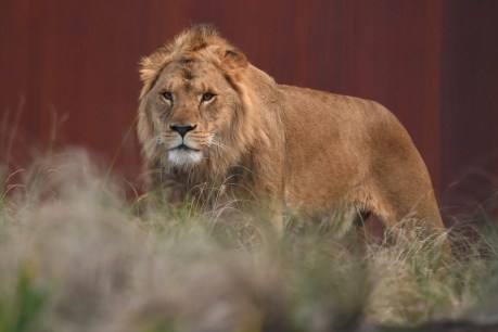 Lions breakout sparks Sydney zoo lockdown