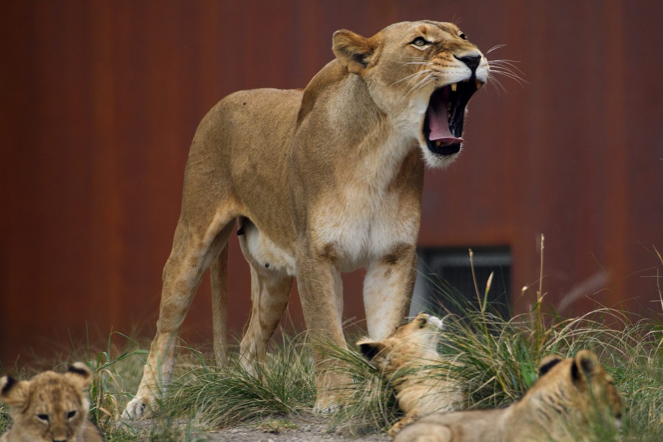 A lion and cubs at Taronga Zoo. Photo: AAP/Dan Himbrechts