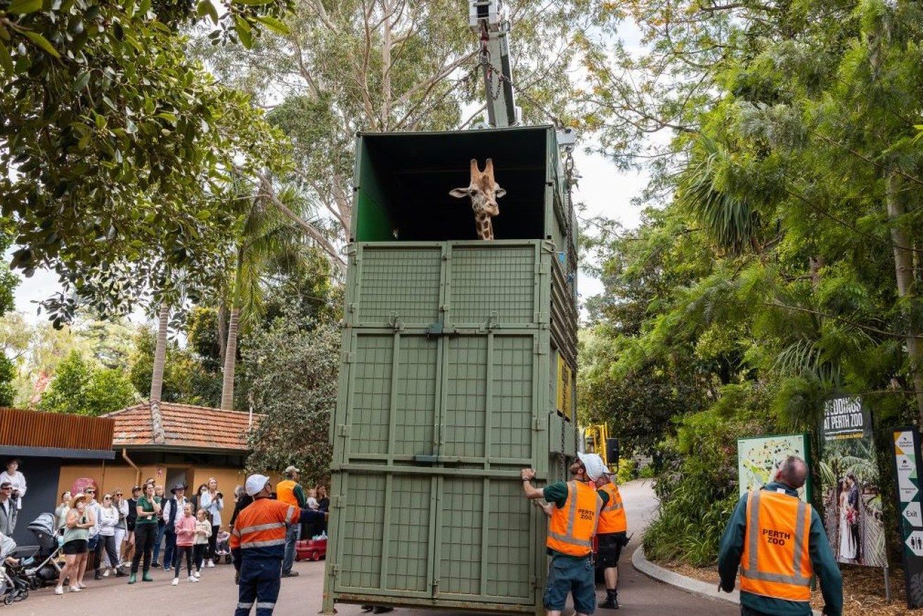 Inkosi the giraffe leaves Perth on a road trip to Adelaide's Monarto zoo. Photo: AAP/Perth Zoo