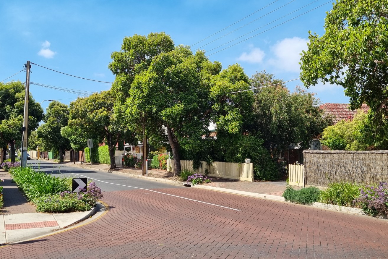 Trees line a suburban street in the City of Unley. Photo: Thomas Kelsall/InDaily