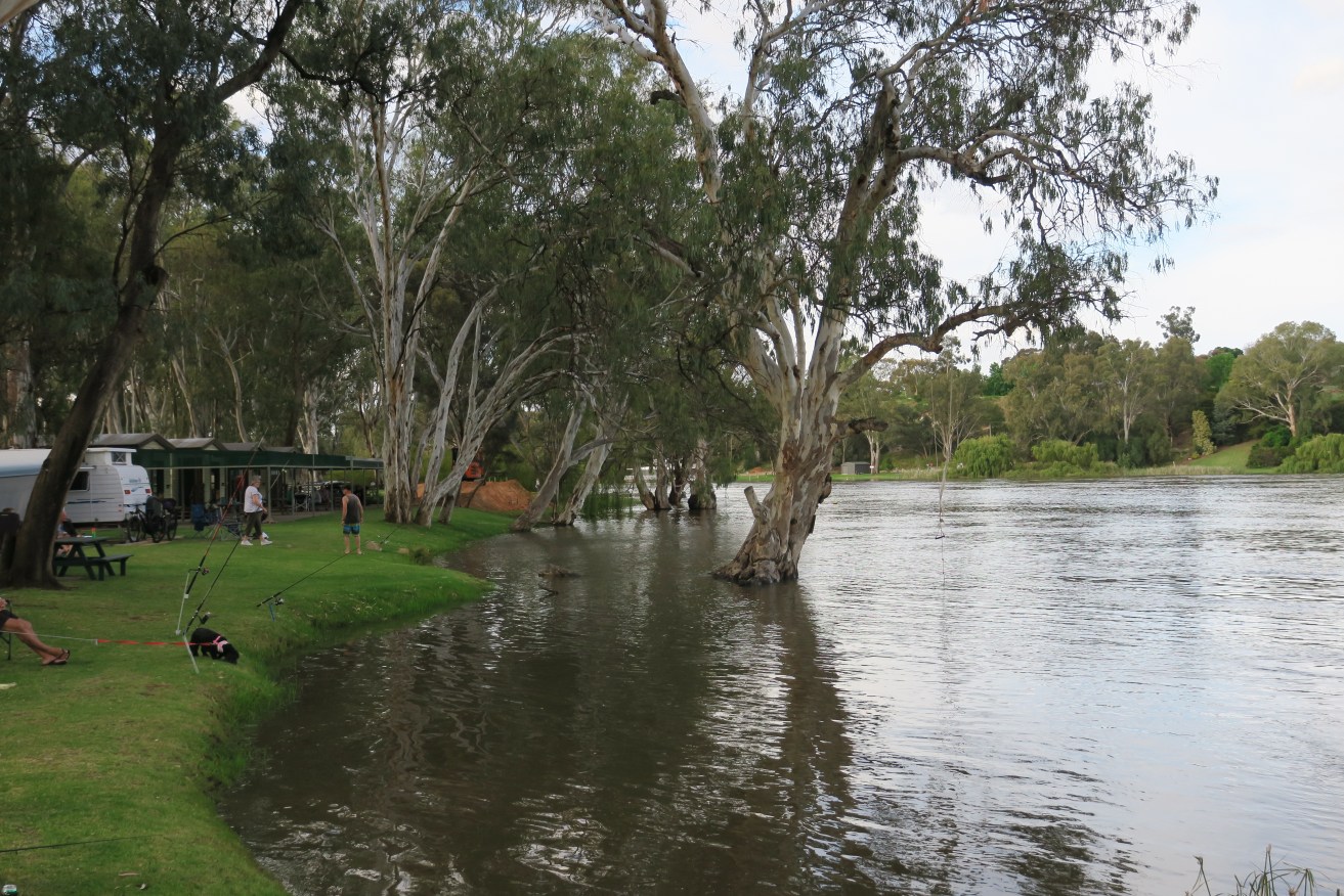 The rising River Murray at the Paringa Caravan Park. Picture Jason Katsaras/ InDaily