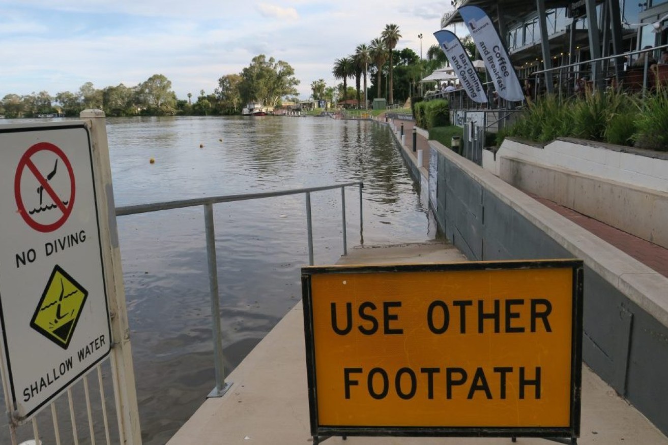 Rising River Murray water covers the footpath in front of the Renmark riverfront club. Photo: Jason Katsaras/InDaily