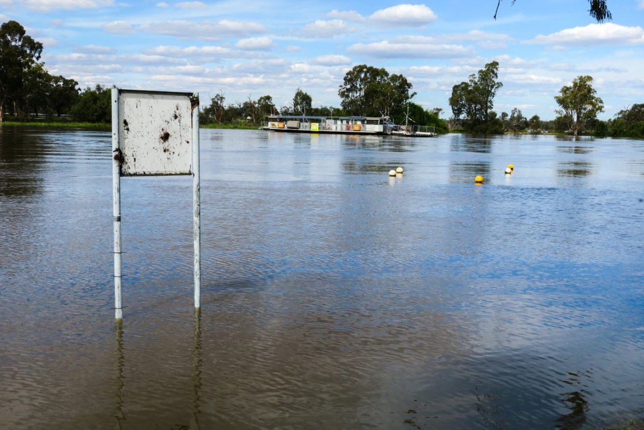 High river waters at Waikerie. Picture: Jason Katsaras/InDaily