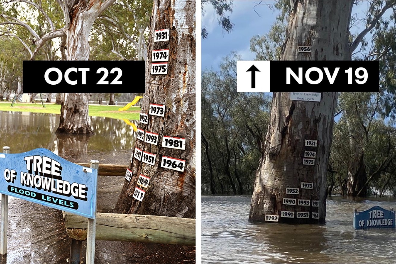 River Murray water levels rising at the Loxton Tree of Knowledge last year.