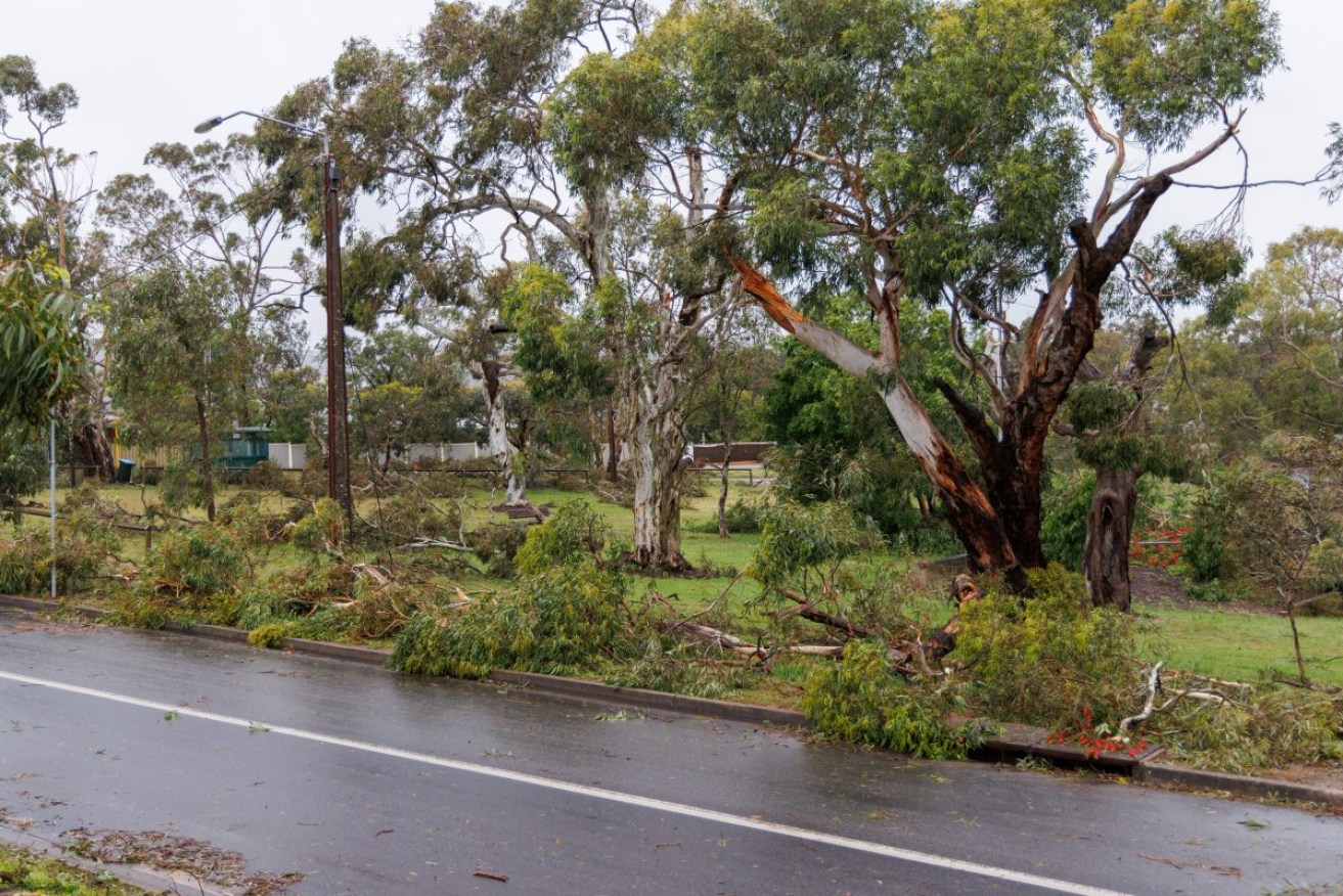 Trees and powerlines downed in Blackwood from Saturday's storm. Photo: Tony Lewis/InDaily