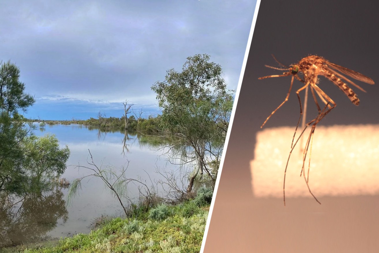 A River Murray backwater (photo supplied), and a banded mosquito which can carry Japanese encephalitis virus. (Photo: inaturalist mozzie monitors). Image: Jayde Vandborg/InDaily