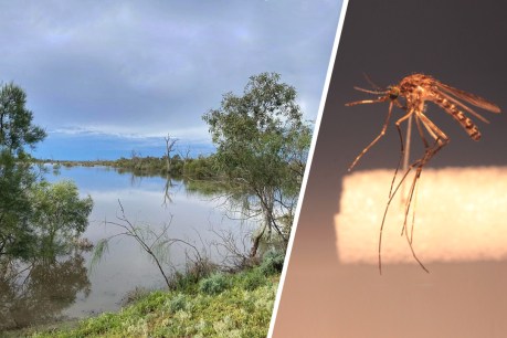 River Murray mozzie peak tipped for February