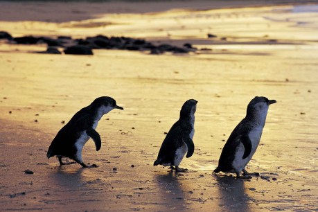 Granite Island little penguins’ big decline