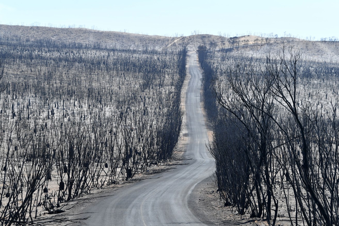 Flinders Chase National Park after bushfires swept across Kangaroo Island in January 2020. Photo: David Mariuz / AAP
