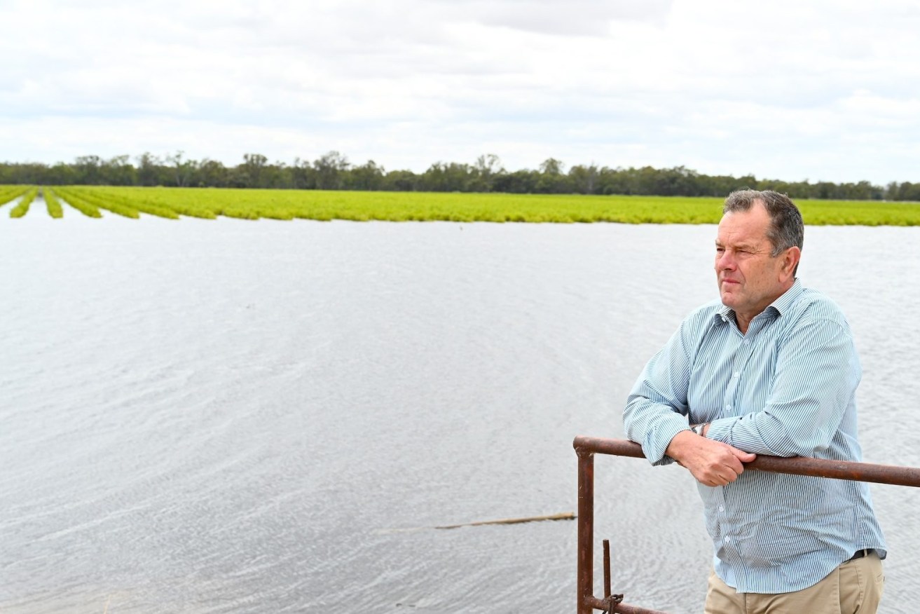Chaffey MP Tim Whetstone surveys a submerged vineyard flooded after a levee breach at Renmark. Photo: Belinda Willis/InDaily