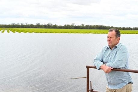 Drought and flooding pains: Riverland vineyards call for help