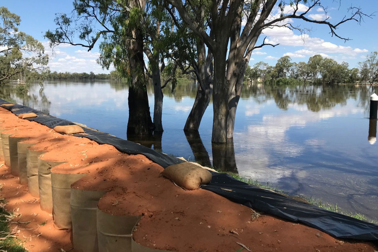 A DefenCell emergency levee at Berri. Photo: Suzie Keen/InDaily