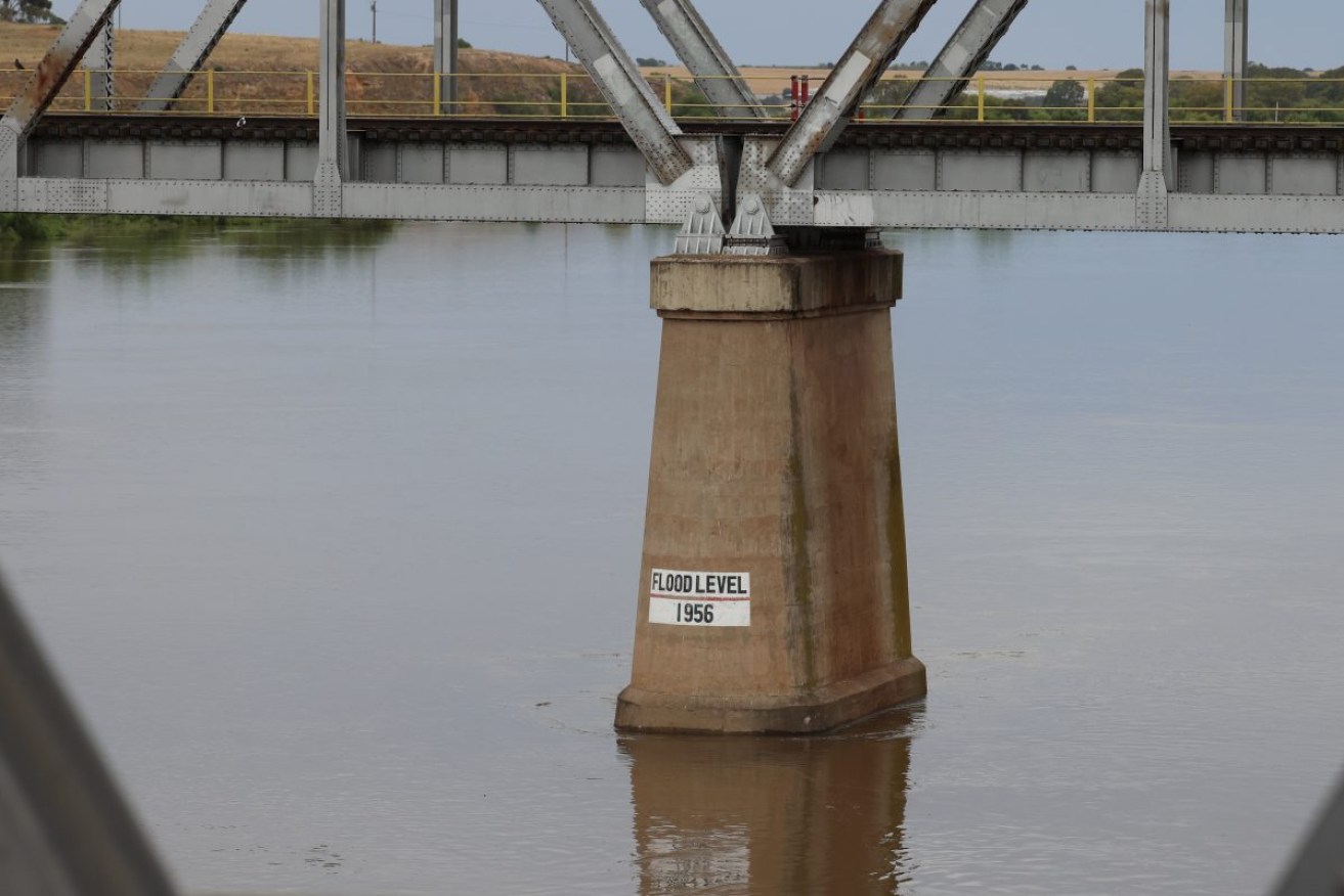 The rising river at Murray Bridge. Photo: Tony Lewis/InDaily