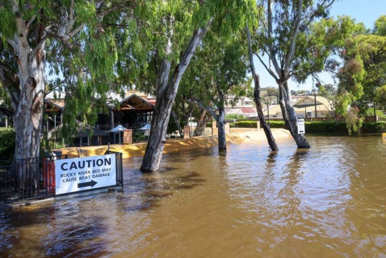 The River Murray laps a levee at Mannum. Photo: Tony Lewis/InDaily