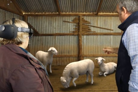 Aussie farmers using AR to spot sheep diseases