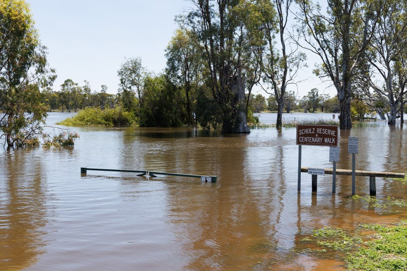 Flooding in Swan Reach. Photo: Tony Lewis/InDaily