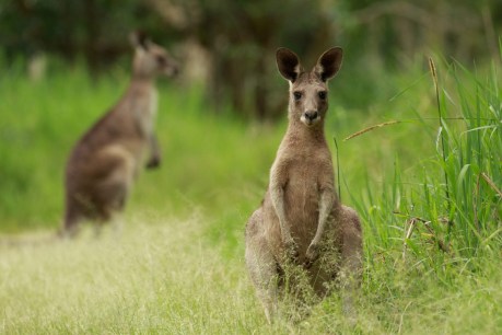Kangaroo kill target jumps in Victoria