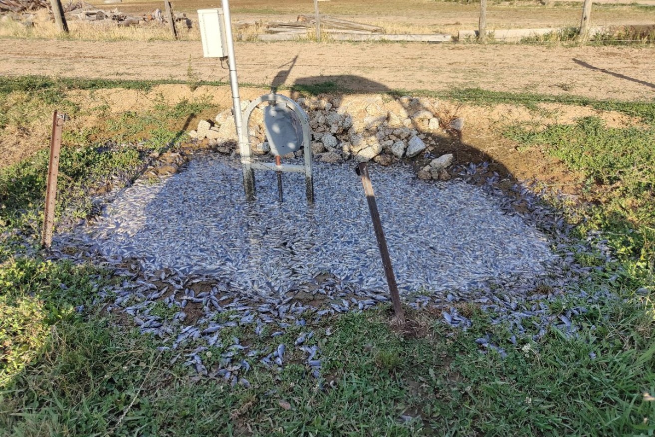 Juvenile carp marooned on a dairy farm in Victoria after entering its irrigation system. Photo: AAP/Heather Campbell